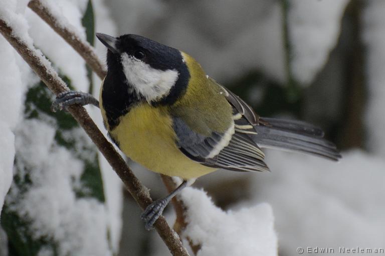 ENE-20121207-0571.jpg - [nl] Koolmees ( Parus major ) | Ommeren, Nederland[en] Great Tit ( Parus major ) | Ommeren, The Netherlands